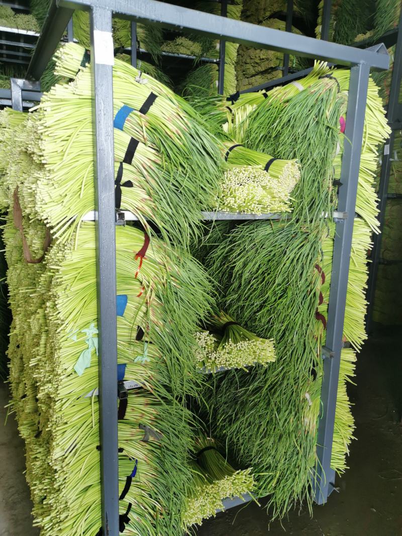 河南蒜薹红帽蒜苔，精品蒜苔电商蒜苔小把蒜苔基地货