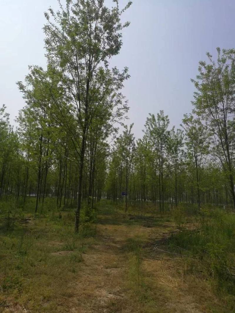 大量刺槐2-12公分供应基地批发，刺槐苗木基地