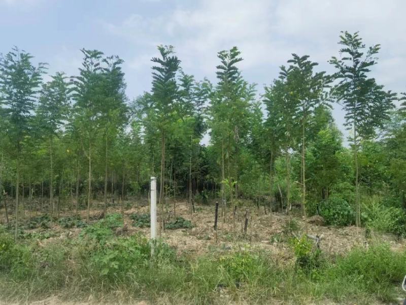 大量刺槐2-12公分供应基地批发，刺槐苗木基地