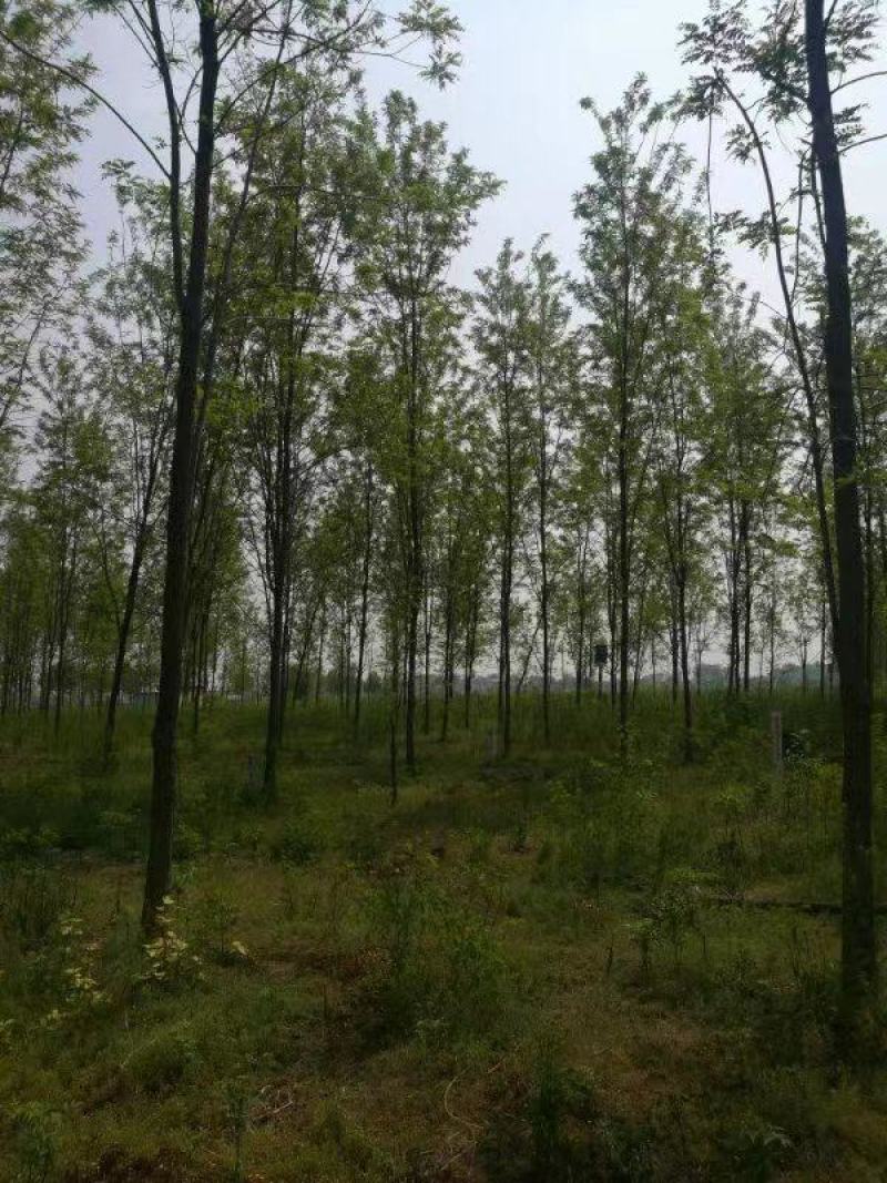 大量刺槐2-12公分供应基地批发，刺槐苗木基地