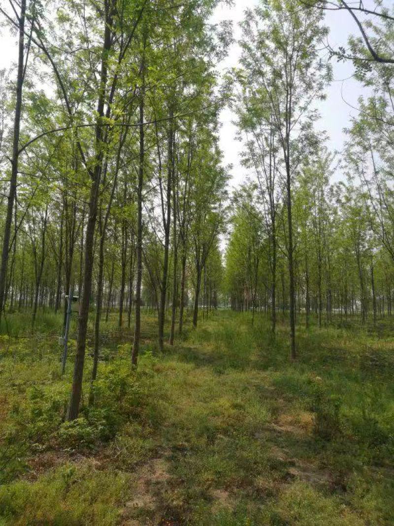 大量刺槐2-12公分供应基地批发，刺槐苗木基地