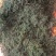 蒲公英茶叶，大量有货欢迎电话联系沟通洽谈合作