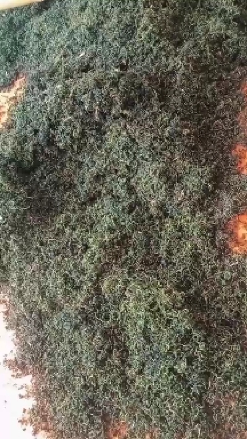 蒲公英茶叶，大量有货欢迎电话联系沟通洽谈合作