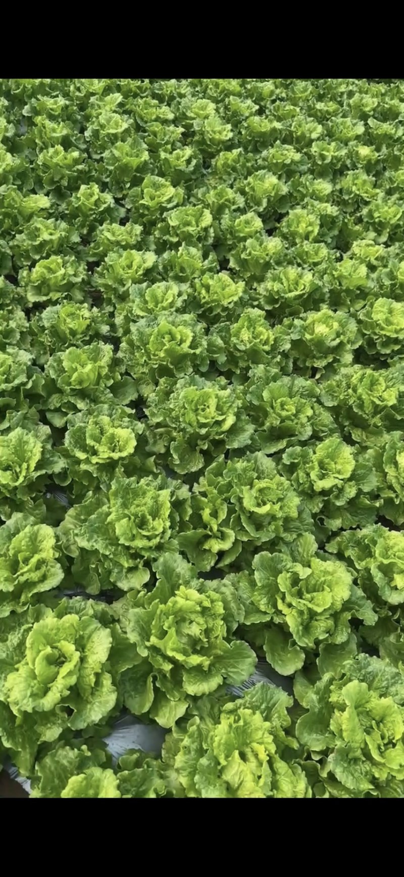 【推荐】精品意大利生菜一年四季持续供应可发货全国供应！