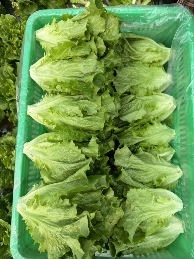 【推荐】精品意大利生菜一年四季持续供应可发货全国供应！