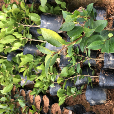香茶绿化工程苗