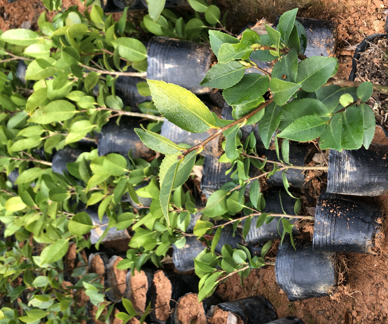 香茶绿化工程苗