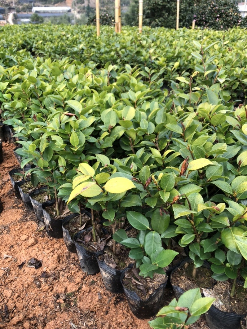 香茶绿化工程苗