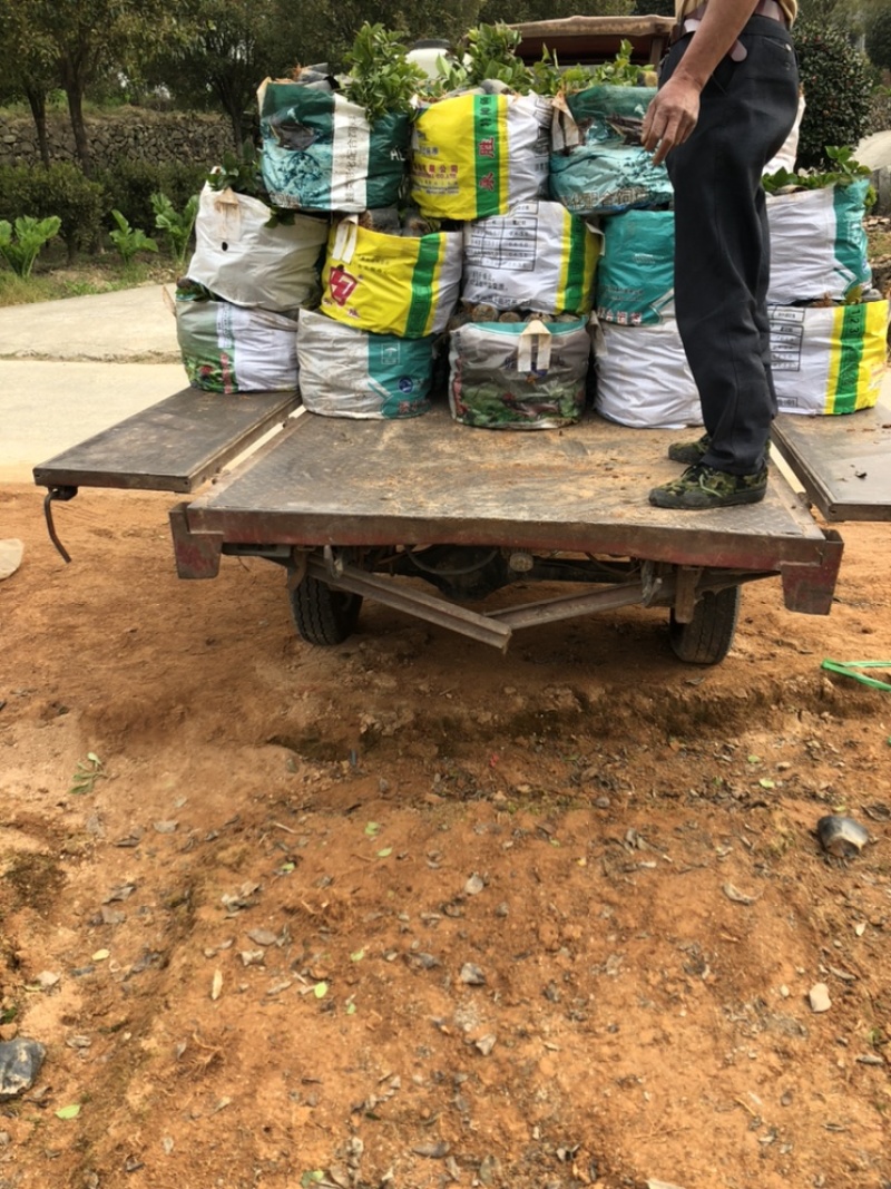 香茶绿化工程苗