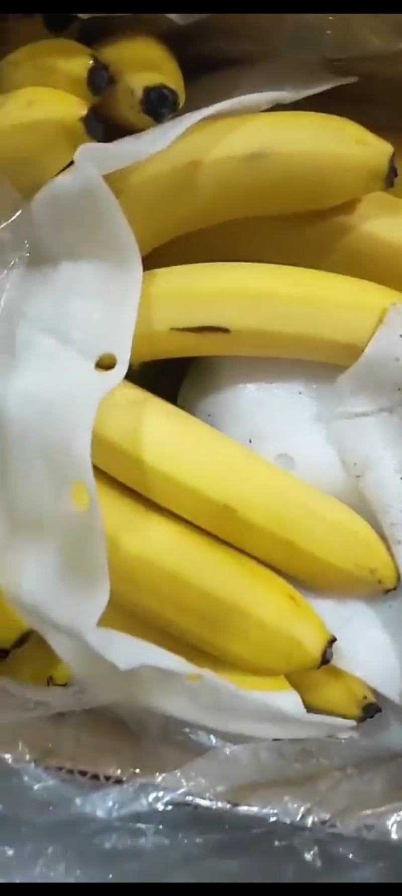 精品香蕉，生蕉，黄蕉。大量有货，需要联系
