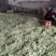 芸豆，