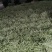 芸豆，