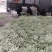 芸豆，