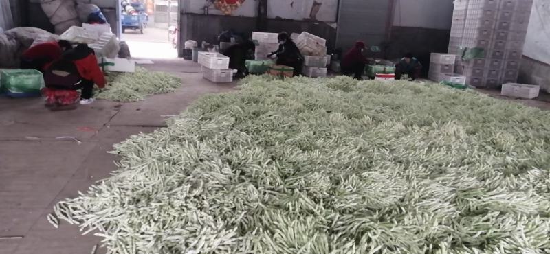 芸豆，