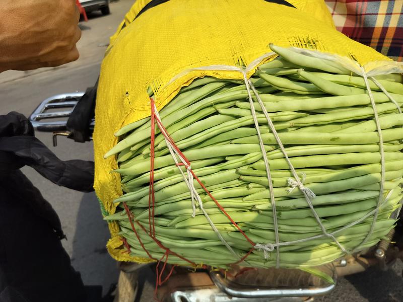 米易精品四季豆，大量上市，欢迎各位来打扰