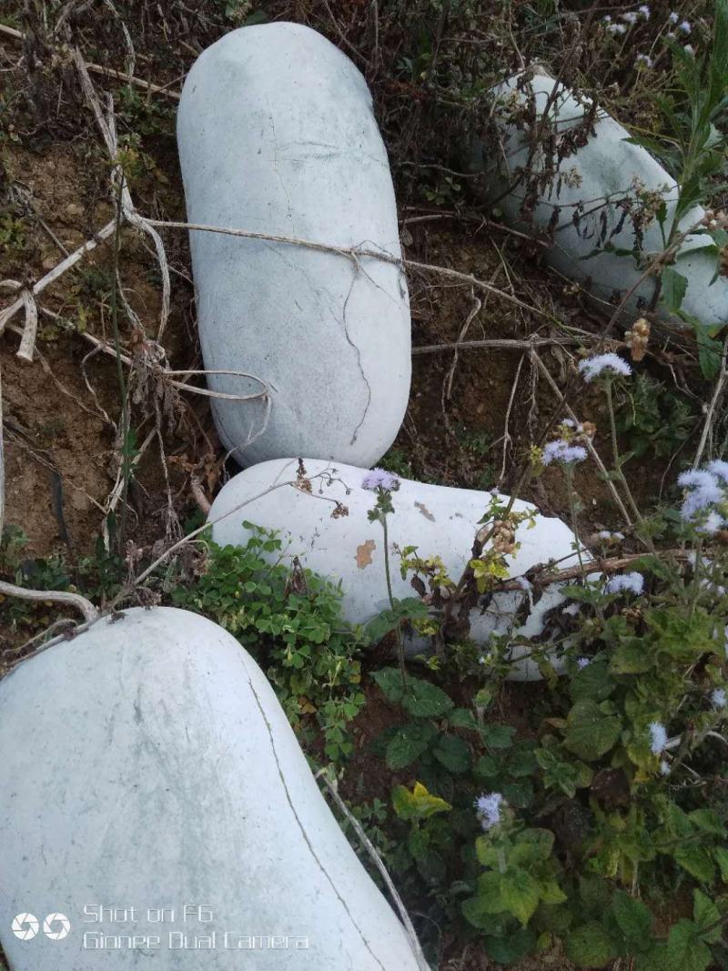 正宗冬瓜，产地直供，欢迎各大商场以及电商老板咨询
