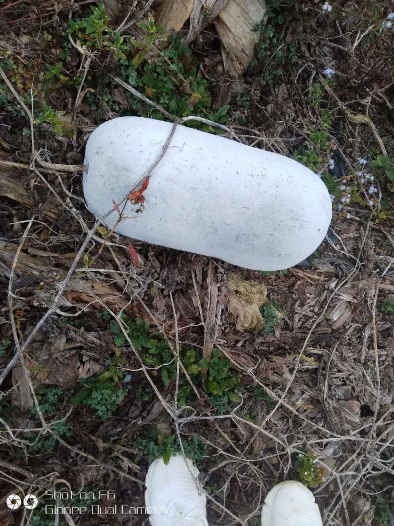 正宗冬瓜，产地直供，欢迎各大商场以及电商老板咨询