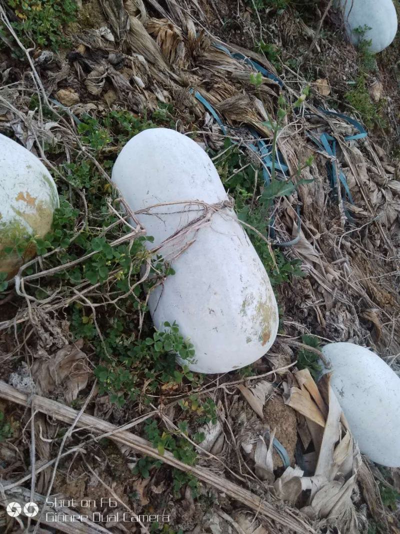 正宗冬瓜，产地直供，欢迎各大商场以及电商老板咨询