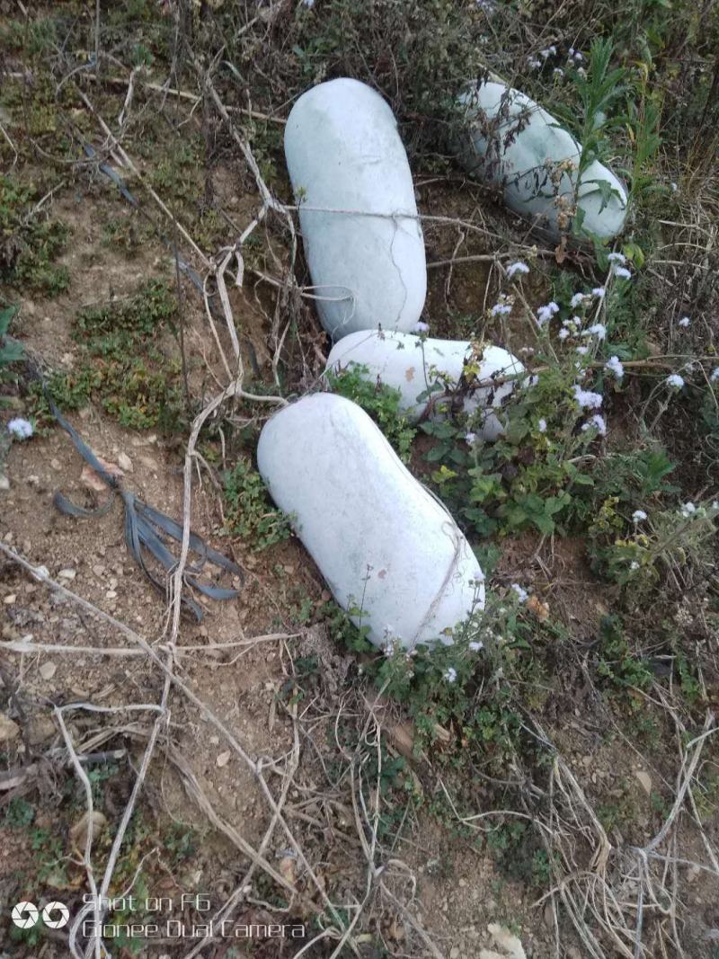 正宗冬瓜，产地直供，欢迎各大商场以及电商老板咨询