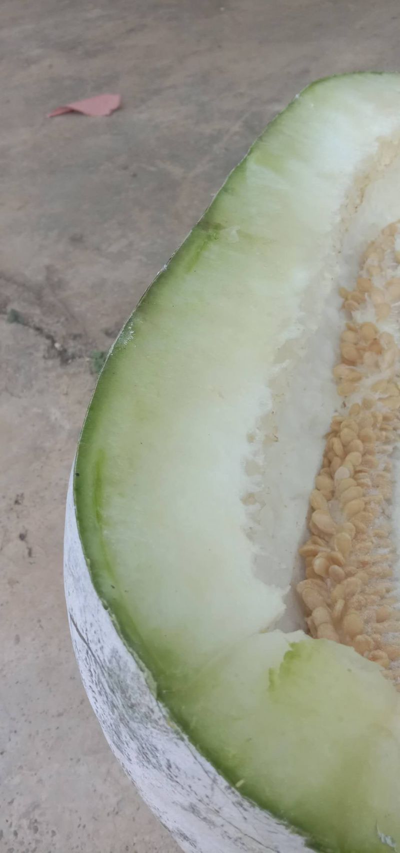 正宗冬瓜，产地直供，欢迎各大商场以及电商老板咨询