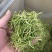 拉丝精品茶用银花