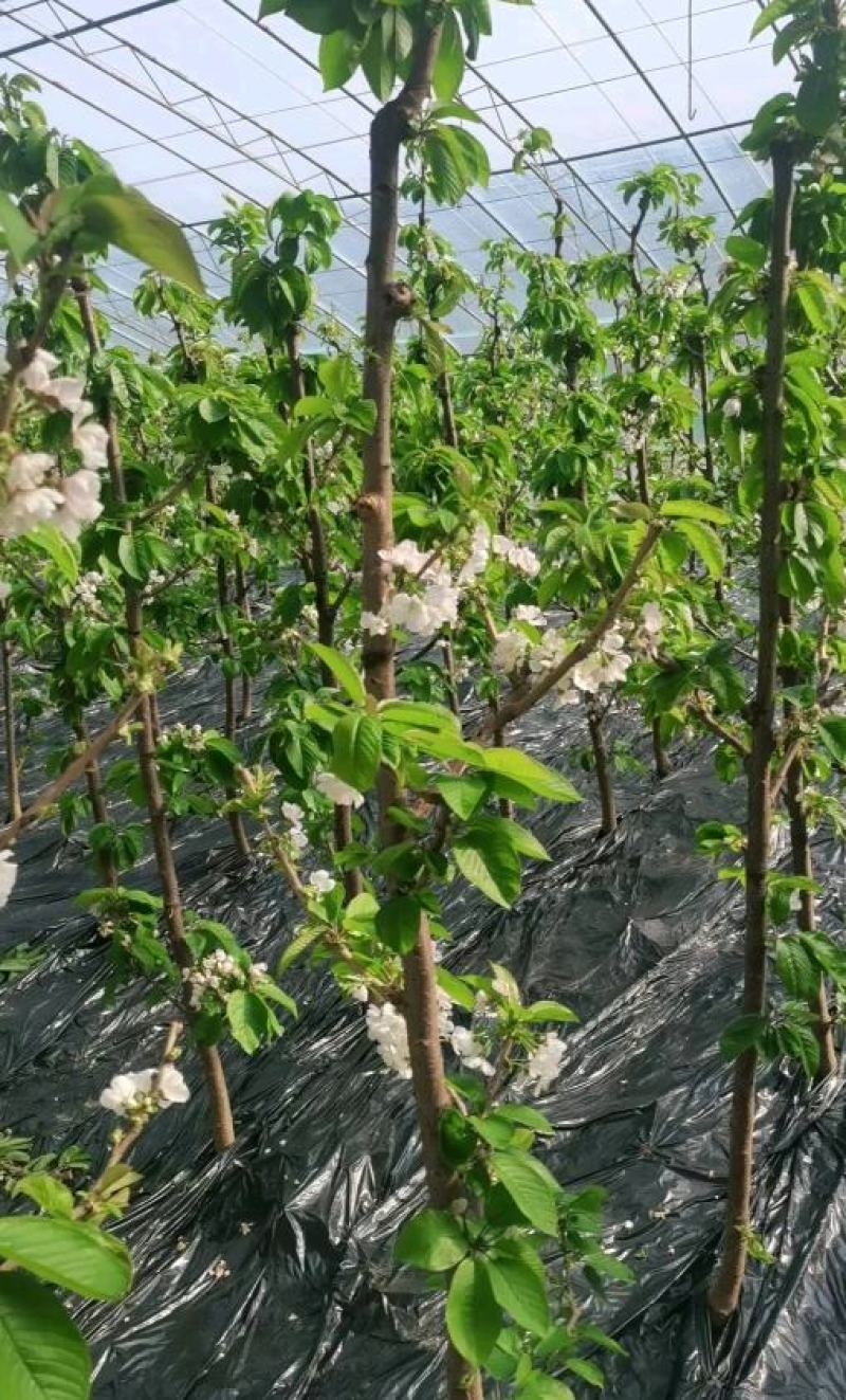 大樱桃苗俄罗斯八号牟平苗圃直发成活率高高回购