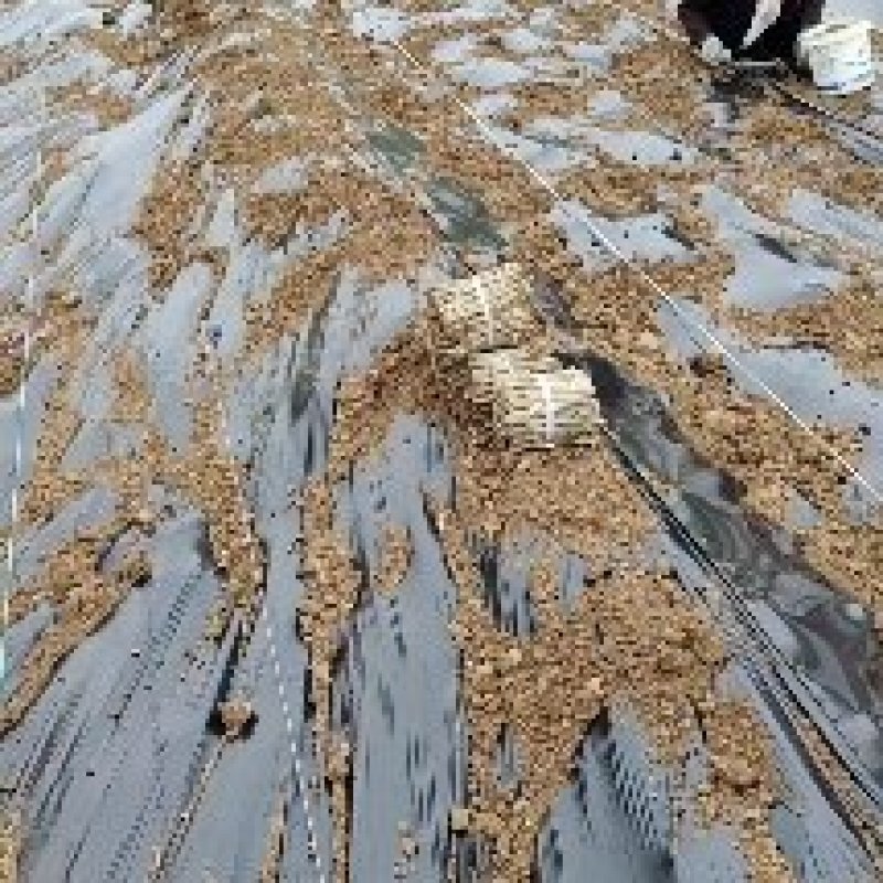 法桐扦插种条培育基地，法桐小苗培育基地，技术辅导