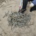 法桐扦插种条培育基地，法桐小苗培育基地，技术辅导