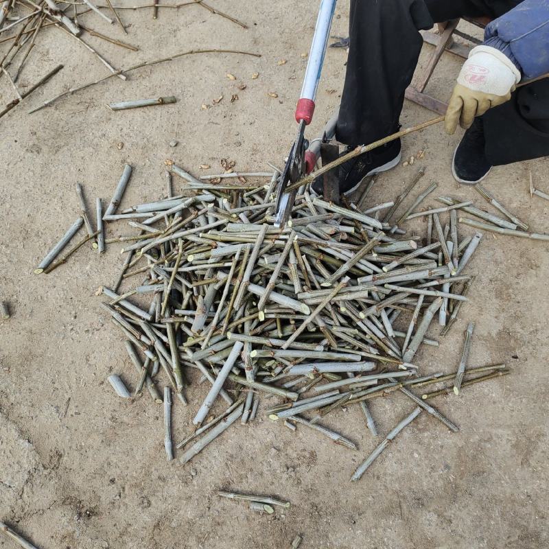 法桐扦插种条培育基地，法桐小苗培育基地，技术辅导