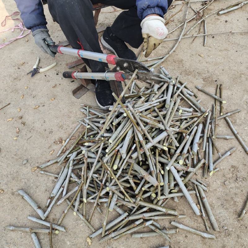 法桐扦插种条培育基地，法桐小苗培育基地，技术辅导