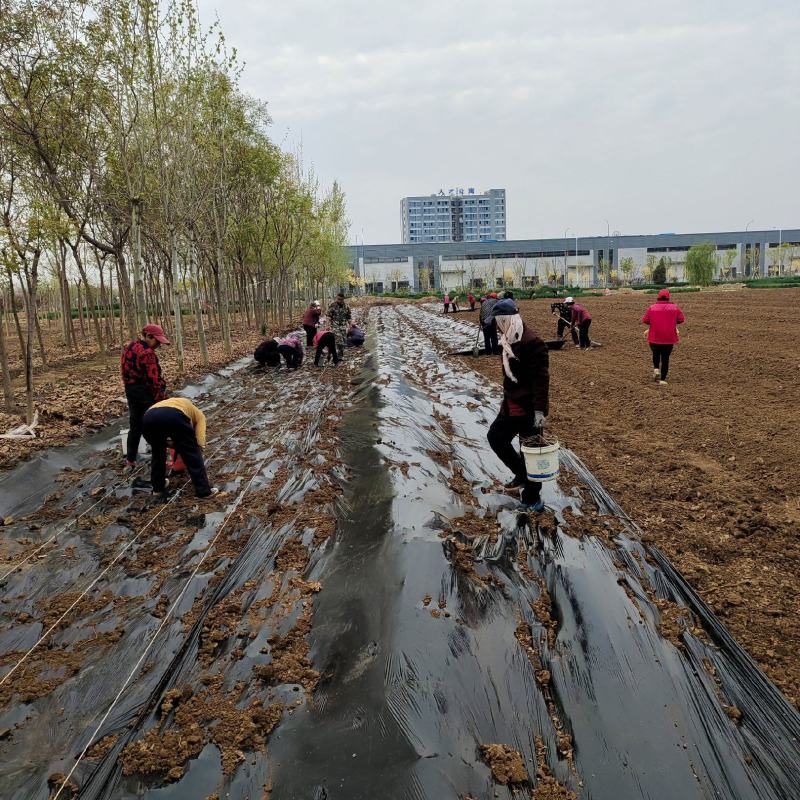 法桐扦插种条培育基地，法桐小苗培育基地，技术辅导