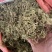 中药材伸筋草筋骨草正品新货透骨草舒筋草石松狮子
