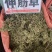 中药材伸筋草筋骨草正品新货透骨草舒筋草石松狮子
