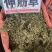 中药材伸筋草筋骨草正品新货透骨草舒筋草石松狮子