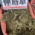 中药材伸筋草筋骨草正品新货透骨草舒筋草石松狮子