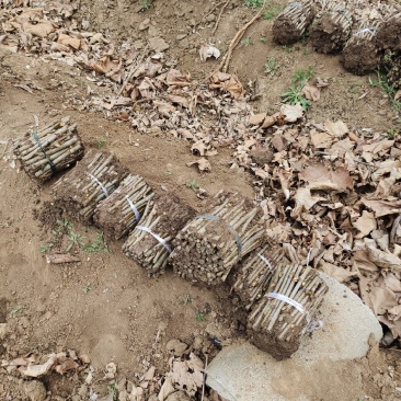 法桐扦插种条培育基地，法桐小苗培育基地，技术辅导
