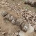 法桐扦插种条培育基地，法桐小苗培育基地，技术辅导