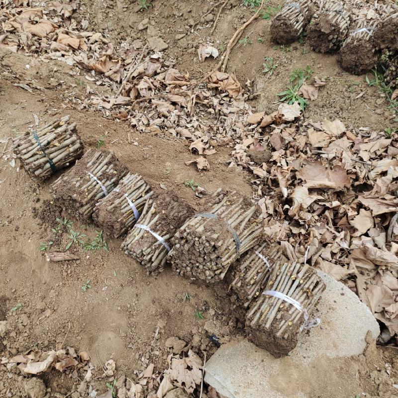 法桐扦插种条培育基地，法桐小苗培育基地，技术辅导