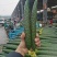 山东黄瓜，密刺黄瓜，一手货源，代发全国，