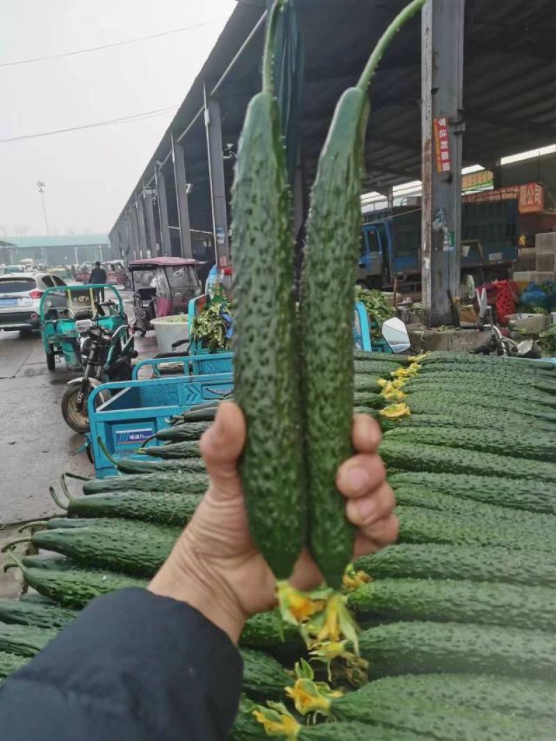 山东黄瓜，密刺黄瓜，一手货源，代发全国，