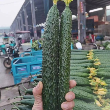 山东黄瓜，密刺黄瓜，一手货源，代发全国，