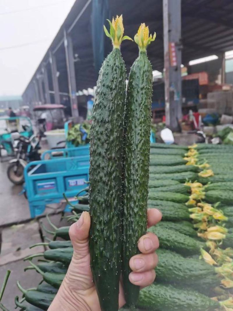 山东黄瓜，密刺黄瓜，一手货源，代发全国，