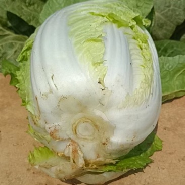 云南精品白菜