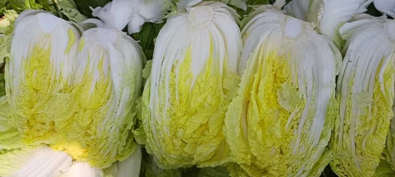 云南精品白菜