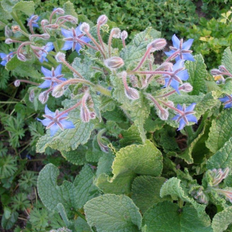 琉璃苣种子，四季易种芳香蜜源植物花籽春秋易种花卉种子批发