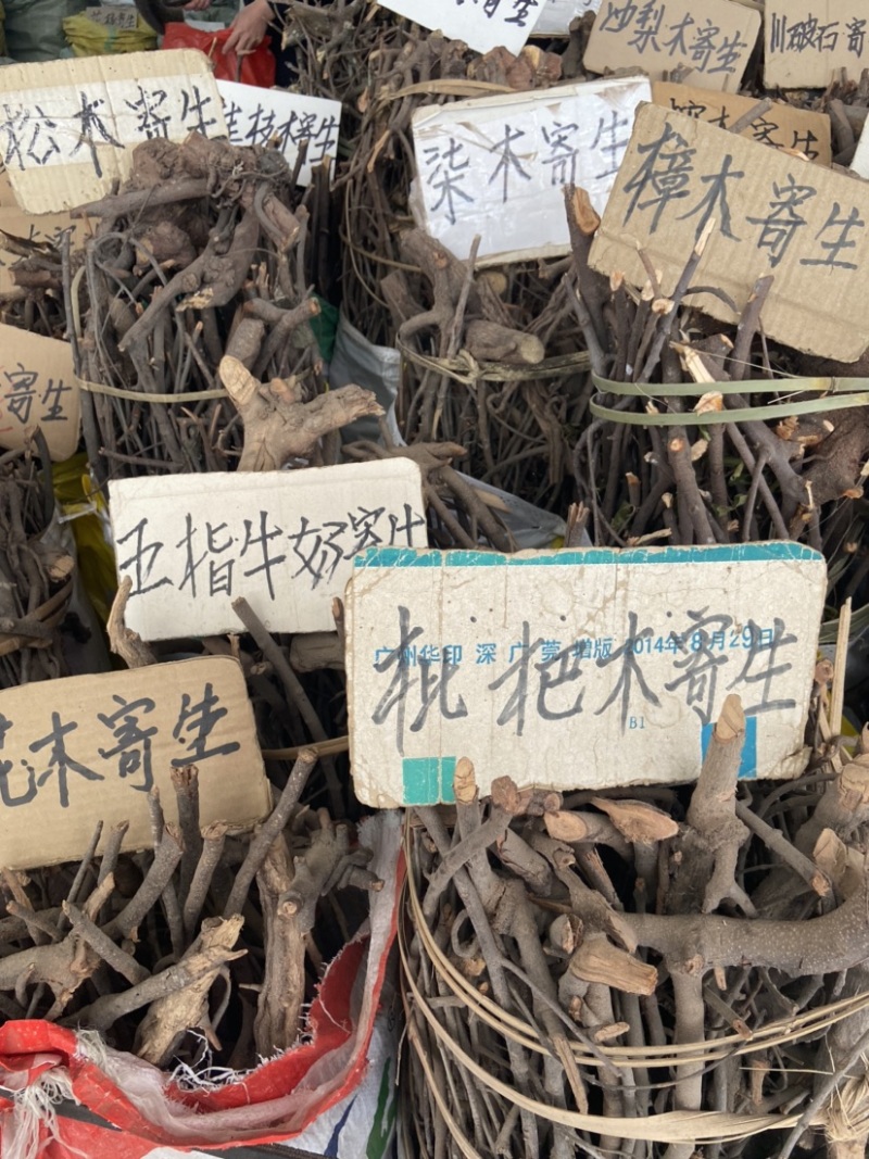 松木寄生桃木寄生杉木寄生五指毛桃寄生等各种寄生