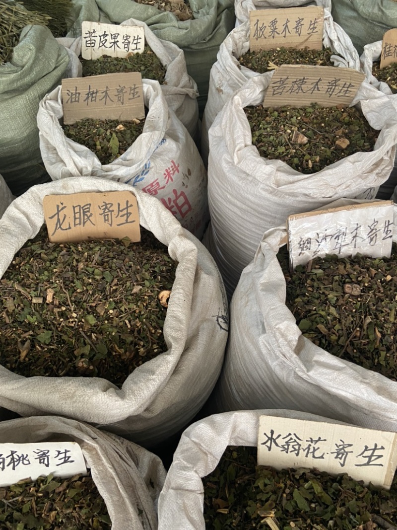 松木寄生桃木寄生杉木寄生五指毛桃寄生等各种寄生