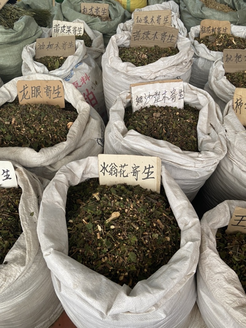 松木寄生桃木寄生杉木寄生五指毛桃寄生等各种寄生