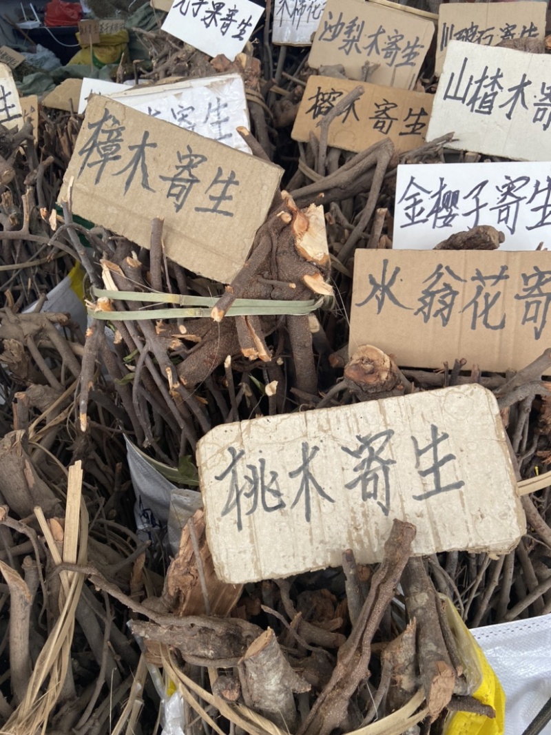 松木寄生桃木寄生杉木寄生五指毛桃寄生等各种寄生