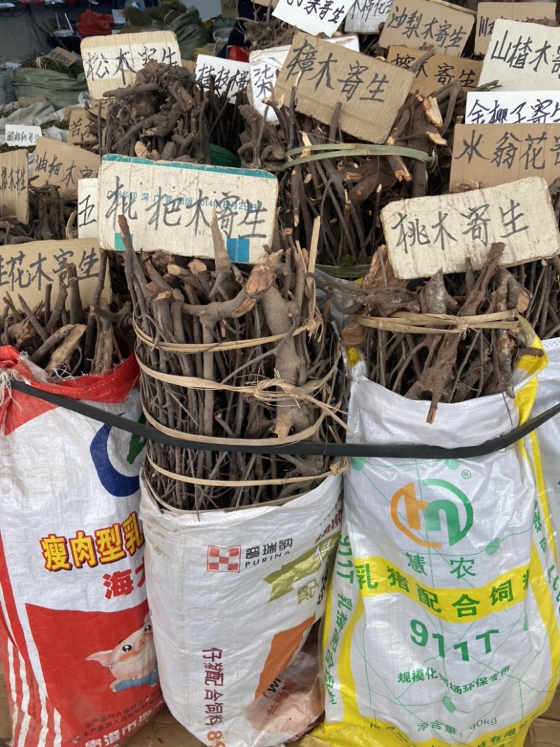 松木寄生桃木寄生杉木寄生五指毛桃寄生等各种寄生
